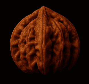 Yuanbao collectible walnut