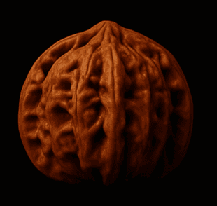 Lion Head Wenwan Walnut